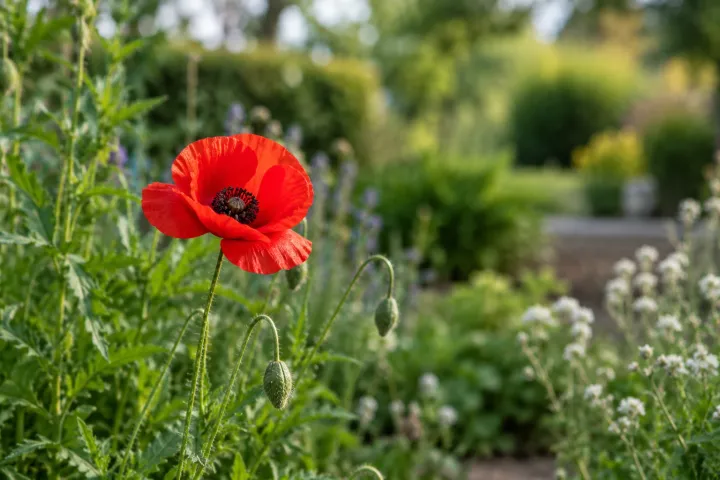 Rode klaproos met twee nog gesloten bloemknoppen in zonovergoten tuinbed