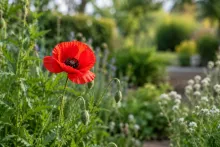 Rode klaproos met twee nog gesloten bloemknoppen in zonovergoten tuinbed