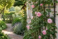 Roze klimrozen tegen metalen klimrek langs zonnig stenen tuinpad