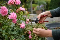 Handen snoeien dode takken van roze rozen met snoeischaar in tuin
