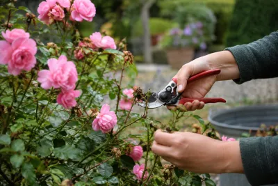Handen snoeien dode takken van roze rozen met snoeischaar in tuin