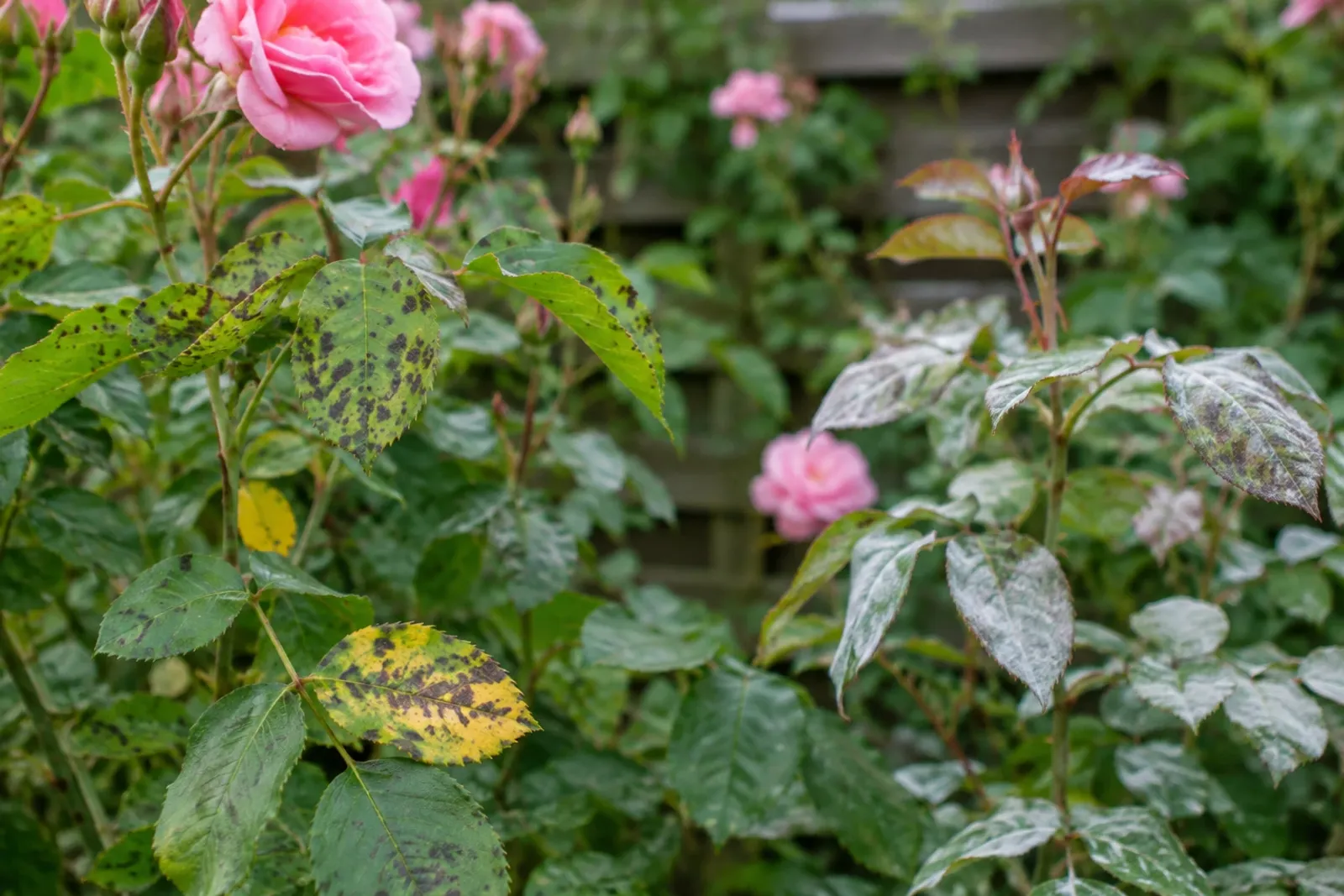 Rozenstruik met roze bloemen, bladeren met zwarte stippen en wit poederachtige meeldauw