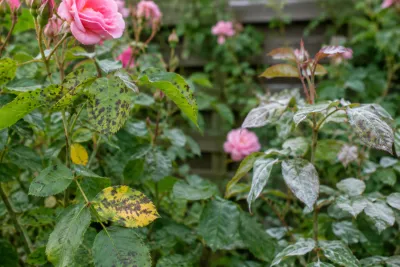 Rozenstruik met roze bloemen, bladeren met zwarte stippen en wit poederachtige meeldauw